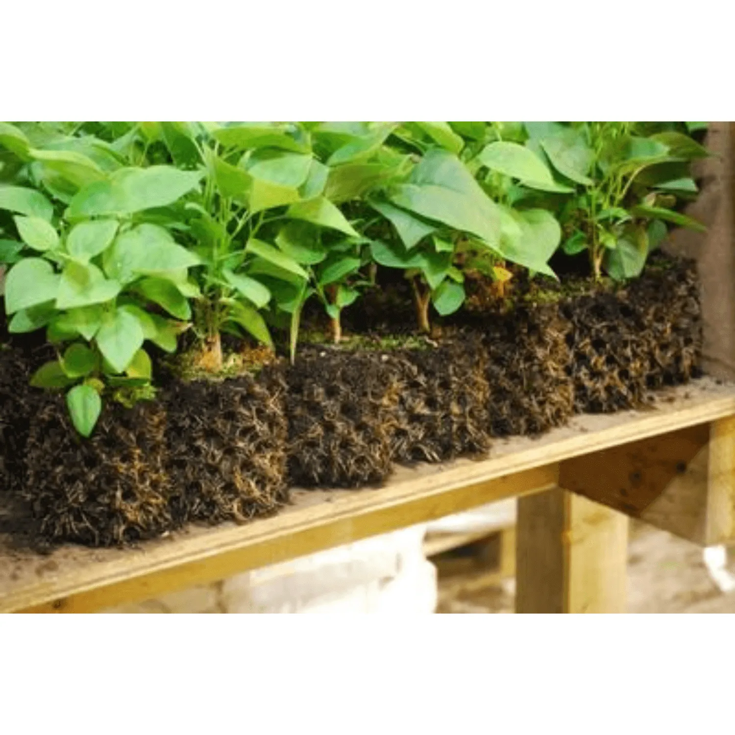 Air-Pot #5 3.3 Gallon Air Pruning Pots, Case of 12