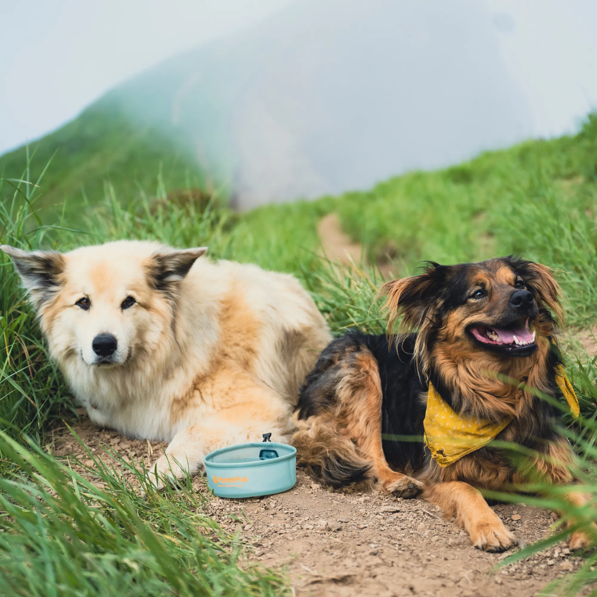 Rover Dog Bowl